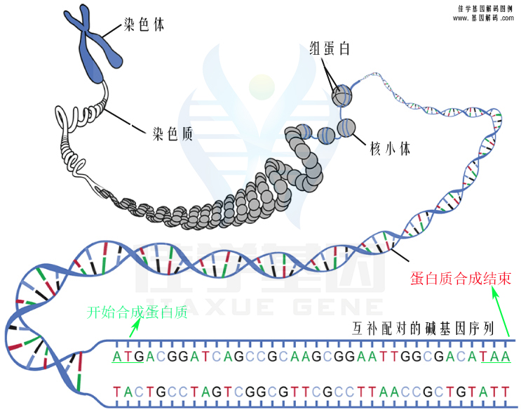 【佳學(xué)基因檢測(cè)】需要多長時(shí)間可以拿艾司西酞普蘭敏感性-代謝/PK基因解碼、<a href=http://www.hncxn.com/tk/jiema/cexujishu/2021/31933.html>基因檢測(cè)</a>報(bào)告？