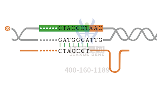 【佳學(xué)基因檢測】孟買表型基因解碼、<a href=http://www.hncxn.com/tk/jiema/cexujishu/2021/31933.html>基因檢測</a>的報(bào)告看得懂嗎？