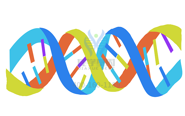 【佳學(xué)基因檢測】遠(yuǎn)端型遺傳性運(yùn)動(dòng)神經(jīng)病II型基因解碼、<a href=http://www.hncxn.com/tk/jiema/cexujishu/2021/31933.html>基因檢測</a>可以只做基因解碼嗎？