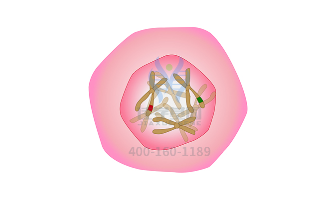 【佳學基因檢測】腦瘤-息肉綜合征2型基因解碼、<a href=http://www.hncxn.com/tk/jiema/cexujishu/2021/31933.html>基因檢測</a>有什么用？