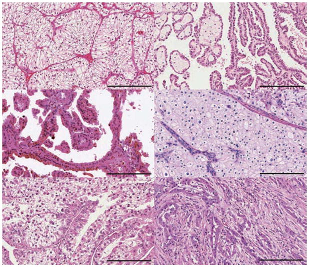 保存圖片、插圖等的外部文件。對(duì)象名稱為 nihms958498f1.jpg