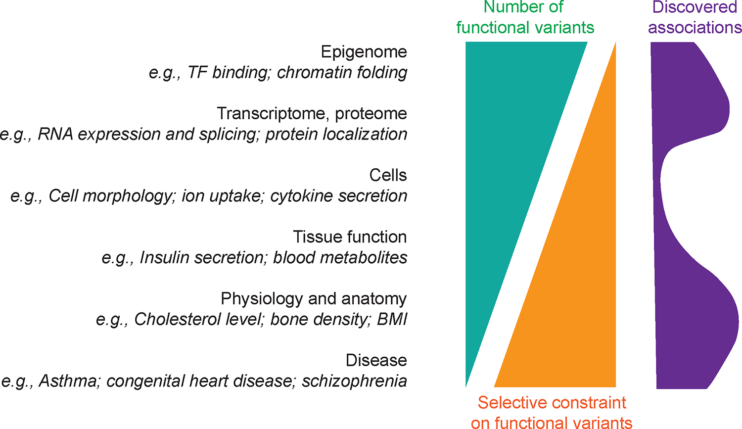 遺傳對不同層次功能的影響的說明