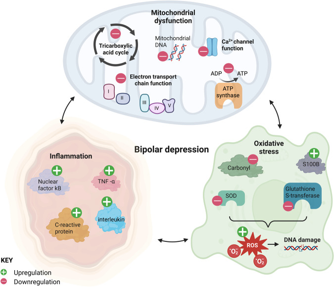 圖1：雙相抑郁癥與線粒體功能障礙、炎癥和氧化應(yīng)激持續(xù)相關(guān)