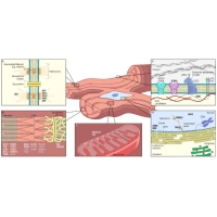 【佳學(xué)基因檢測(cè)】擴(kuò)張型心肌病基因檢測(cè)