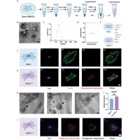【佳學(xué)基因檢測】Energizer與<font color='red'>骨髓</font>基質(zhì)細(xì)胞聯(lián)用促進(jìn)骨修復(fù)過程中的血管生成