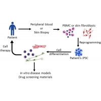 【佳學(xué)<font color='red'>基因</font>檢測(cè)】如何利用誘導(dǎo)多能干細(xì)胞（iPSC)進(jìn)行遺傳病的<font color='red'><font color='red'>基因</font><font color='red'>矯正</font></font>治療