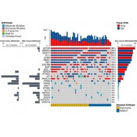 【佳學(xué)基因檢測(cè)】睪丸生殖細(xì)胞腫<font color='red'>瘤</font>基因檢測(cè)